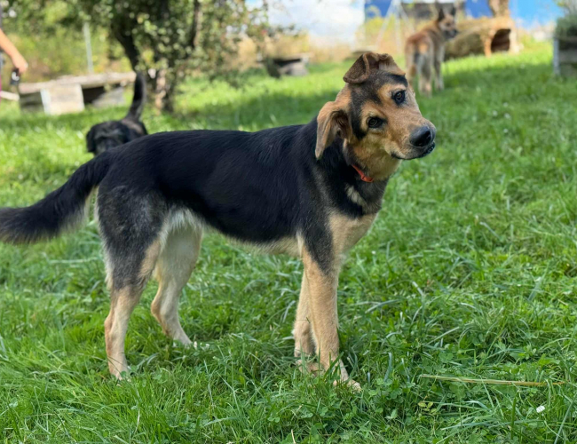 Schronisko dla Bezdomnych Zwierząt w Świdnicy - ROXY