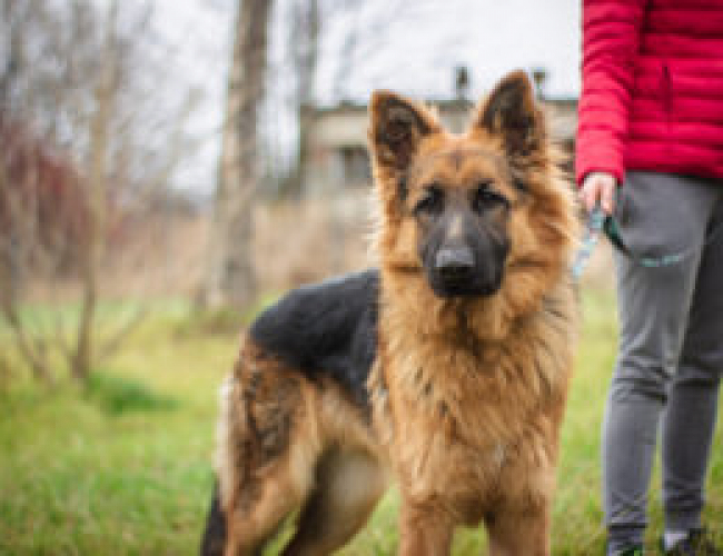 Schronisko dla Bezdomnych Zwierząt w Świdnicy - NIKON