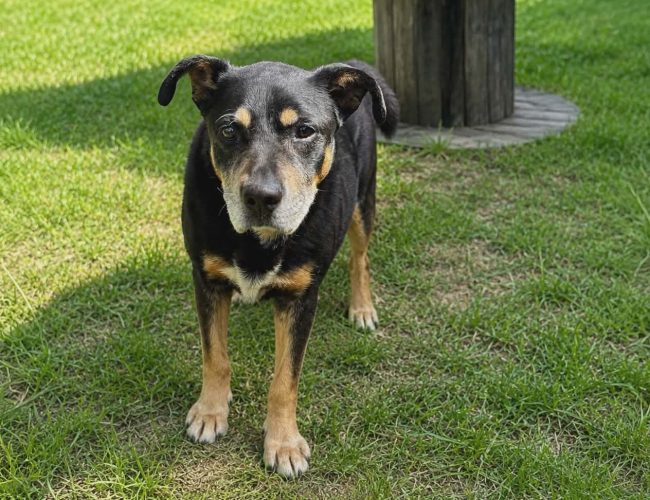 REX - pies do adopcji w schronisku świdnica
