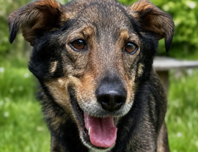 BRUNO - pies do adopcji w schronisku świdnica
