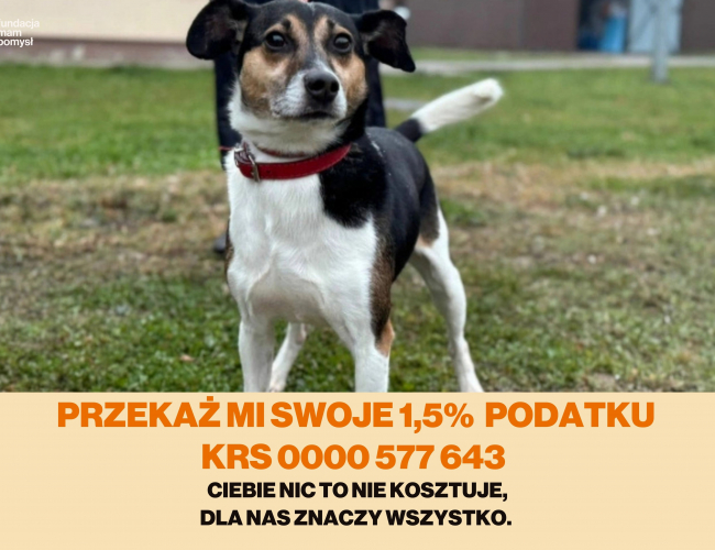 EVEREST DT - pies do adopcji w schronisku świdnica