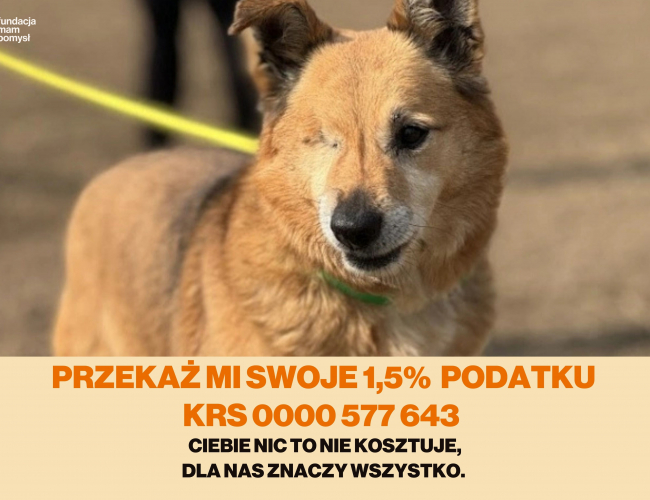 LEVI - pies do adopcji w schronisku świdnica
