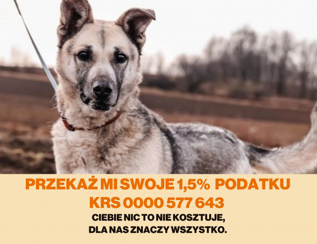 AXEL - pies do adopcji w schronisku świdnica