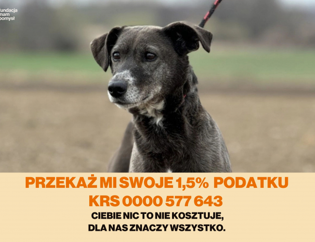 AHRI DT - pies do adopcji w schronisku świdnica