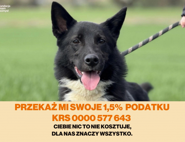 SERGIO - pies do adopcji w schronisku świdnica