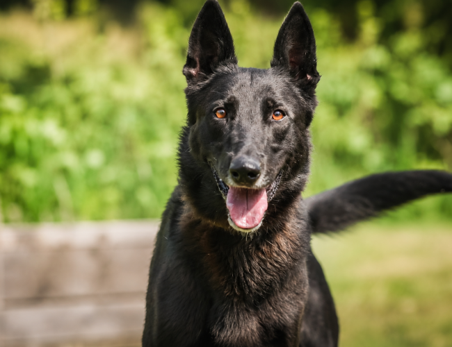 DRAKO - pies do adopcji w schronisku świdnica