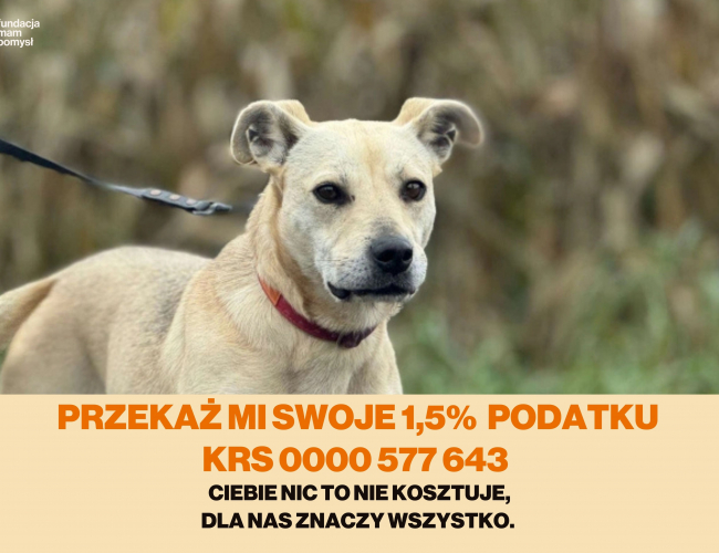 GLORIA DT - pies do adopcji w schronisku świdnica