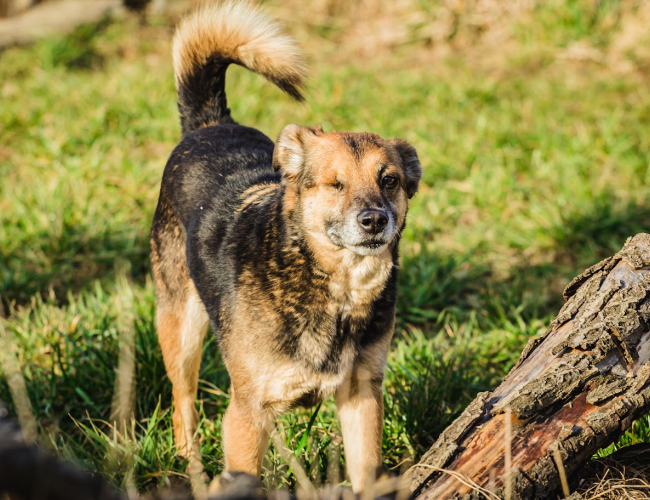 Schronisko dla Bezdomnych Zwierząt w Świdnicy - JACK dt