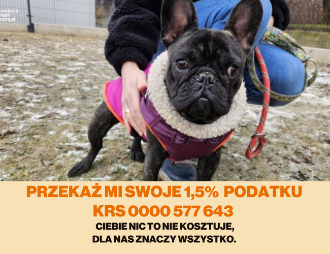 Schronisko dla Bezdomnych Zwierząt w Świdnicy - FIDO DT