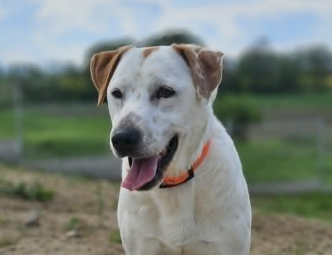 MOBI - pies do adopcji w schronisku świdnica
