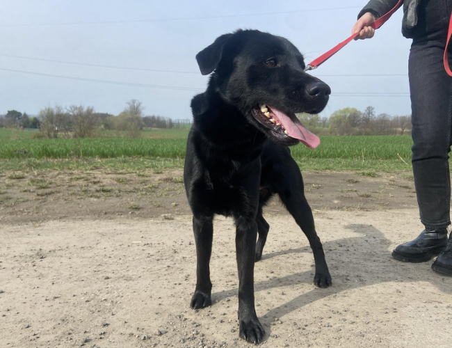 Schronisko dla Bezdomnych Zwierząt w Świdnicy - TAYSON