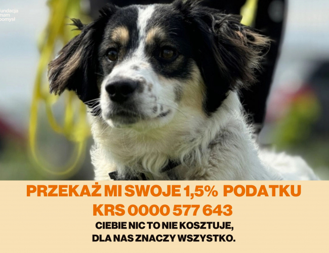 Schronisko dla Bezdomnych Zwierząt w Świdnicy - KOSMO DT