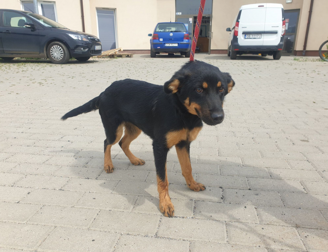 Schronisko dla Bezdomnych Zwierząt w Świdnicy - SILA