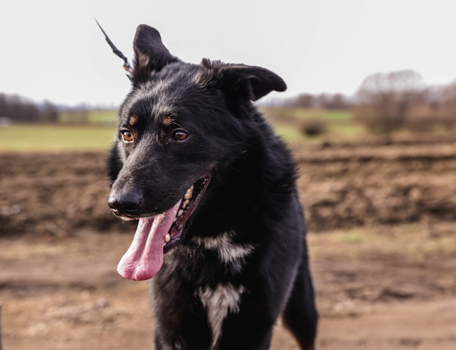 Schronisko dla Bezdomnych Zwierząt w Świdnicy - BONGO