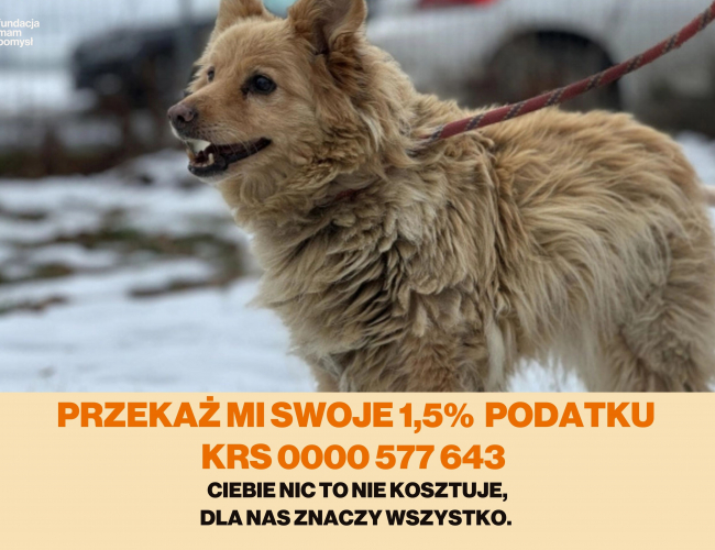 Schronisko dla Bezdomnych Zwierząt w Świdnicy - FRULA DT