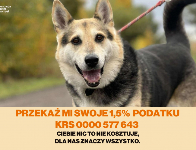 LEGO - pies do adopcji w schronisku świdnica