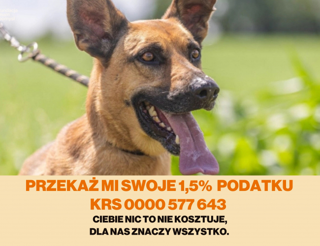 REI - pies do adopcji w schronisku świdnica