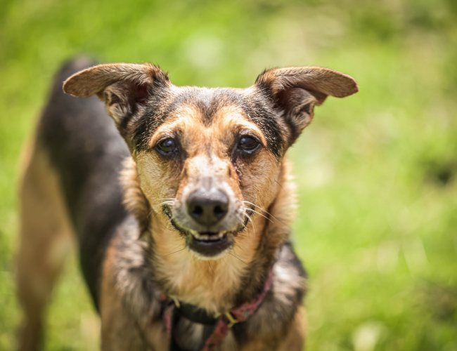 KIRI - pies do adopcji w schronisku świdnica