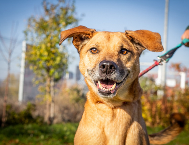 Schronisko dla Bezdomnych Zwierząt w Świdnicy - GOLD