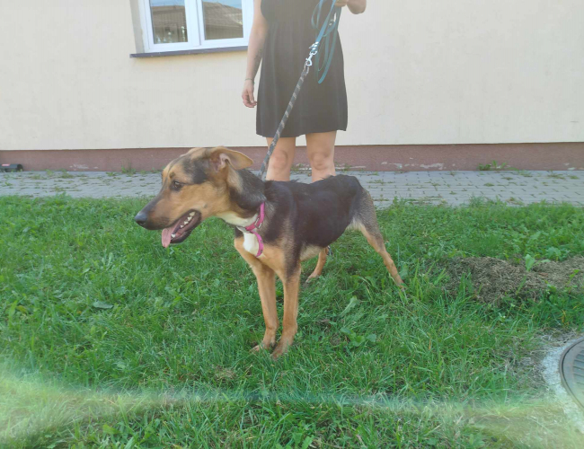 Schronisko dla Bezdomnych Zwierząt w Świdnicy - FIONA