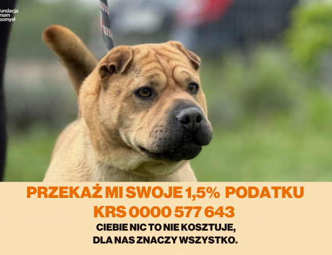RUMBA - pies do adopcji w schronisku świdnica