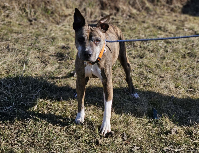 Schronisko dla Bezdomnych Zwierząt w Świdnicy - SOFIA DT