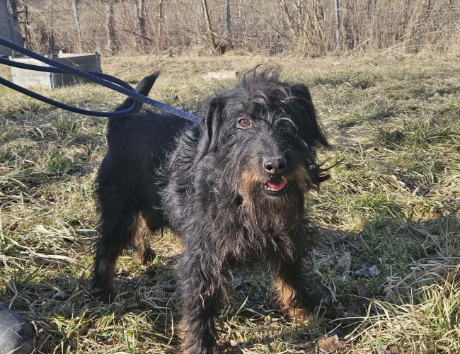 EDUR - pies do adopcji w schronisku świdnica
