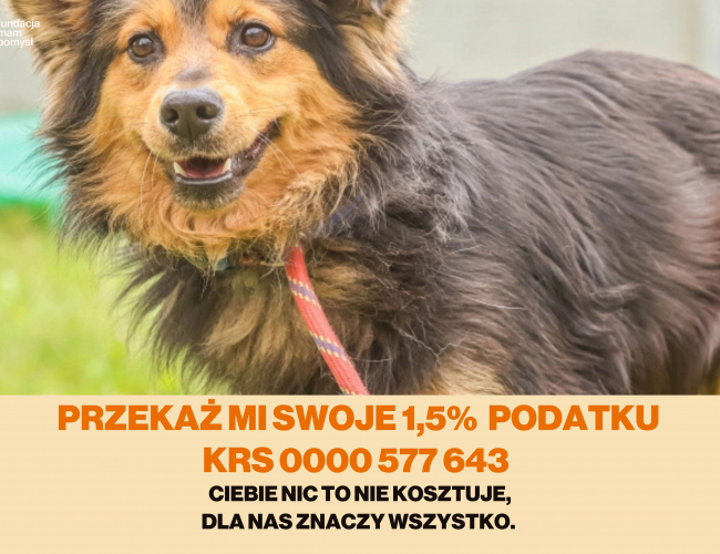Schronisko dla Bezdomnych Zwierząt w Świdnicy - COLEN DT