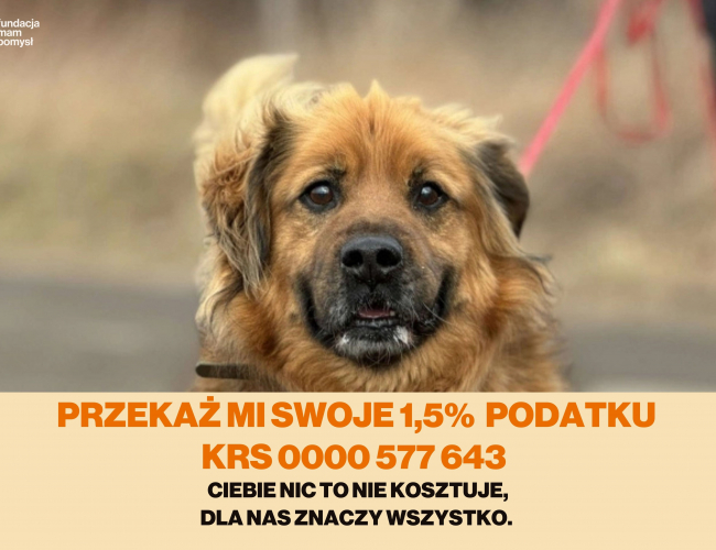 KIERAT DT - pies do adopcji w schronisku świdnica