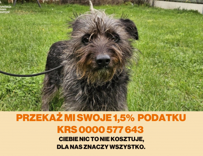 Schronisko dla Bezdomnych Zwierząt w Świdnicy - SZAŁWIA