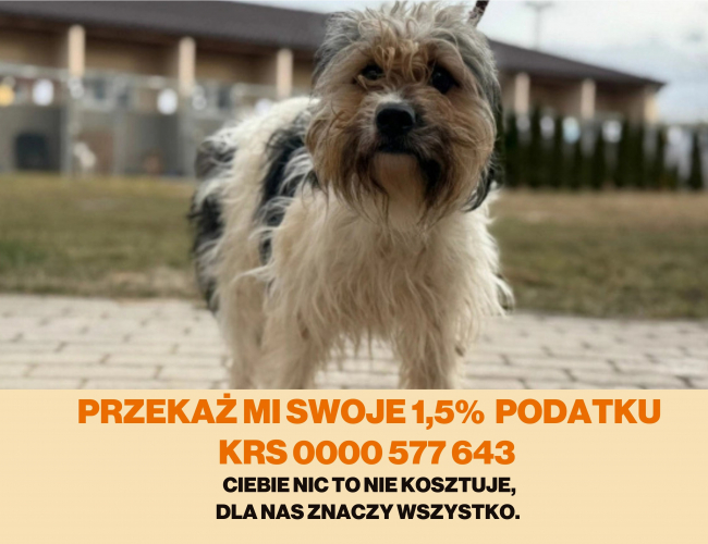 Schronisko dla Bezdomnych Zwierząt w Świdnicy - TAJGA