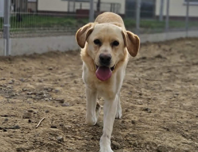 MAILO - pies do adopcji w schronisku świdnica