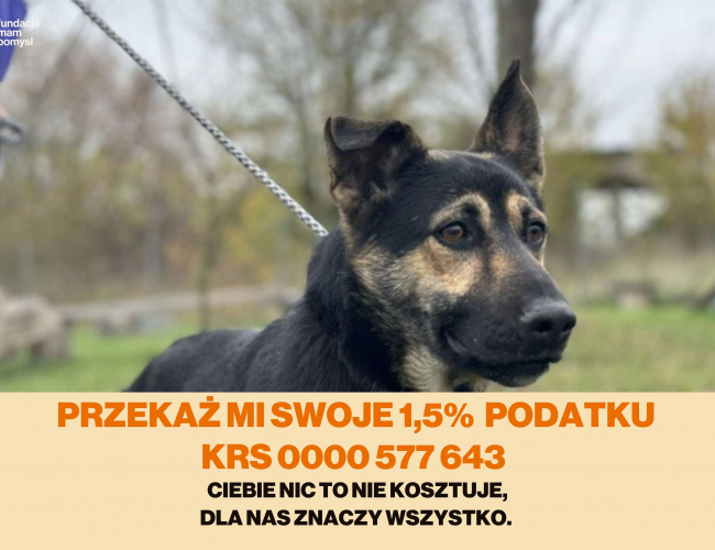 BARTER - pies do adopcji w schronisku świdnica