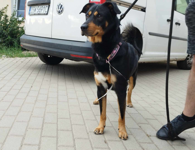 Schronisko dla Bezdomnych Zwierząt w Świdnicy - JOHNY