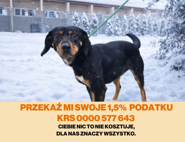 Schronisko dla Bezdomnych Zwierząt w Świdnicy - MILA