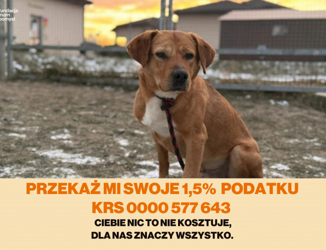 Schronisko dla Bezdomnych Zwierząt w Świdnicy - MAJLO
