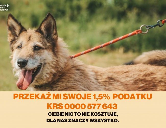 MARU - pies do adopcji w schronisku świdnica