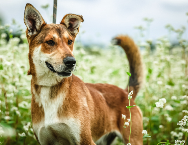 Schronisko dla Bezdomnych Zwierząt w Świdnicy - SCOOBY