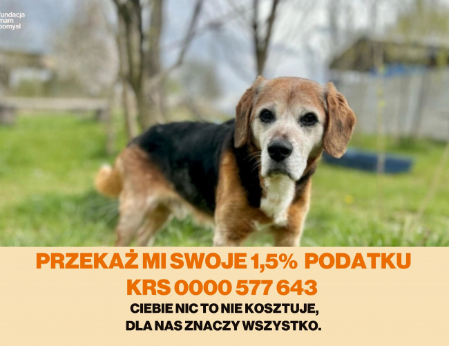 Schronisko dla Bezdomnych Zwierząt w Świdnicy - FREDI DT