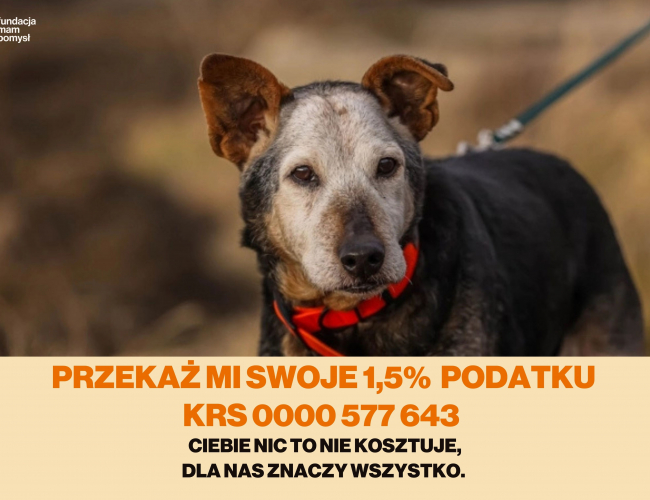 FOSTER - pies do adopcji w schronisku świdnica
