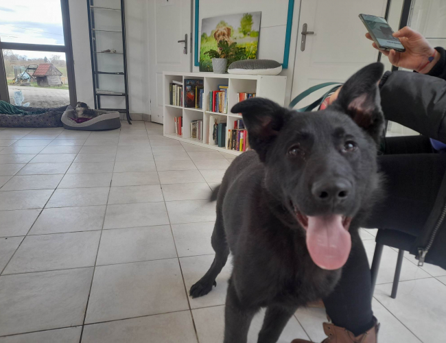 Schronisko dla Bezdomnych Zwierząt w Świdnicy - Lambo