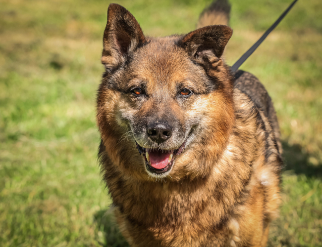 HAKER - pies do adopcji w schronisku świdnica