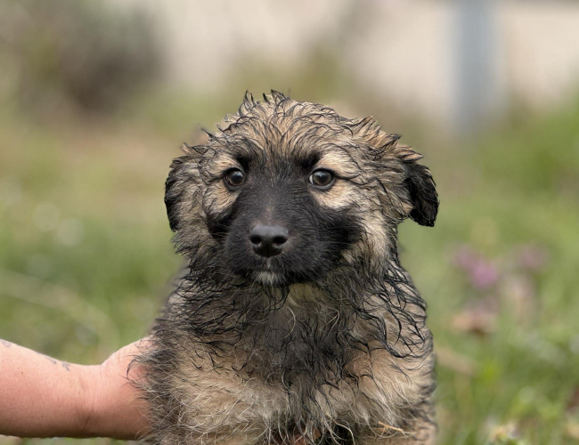 Schronisko dla Bezdomnych Zwierząt w Świdnicy - TEDDY