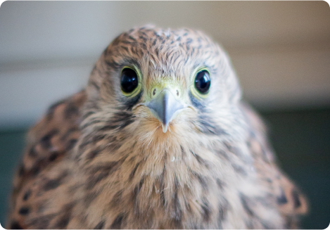 eagle