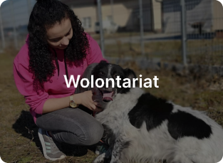 wolontariat-box-bg
