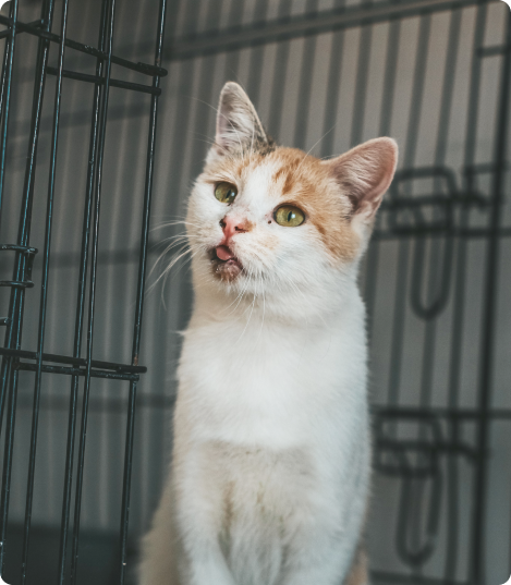 zasady-adopcji-box-4